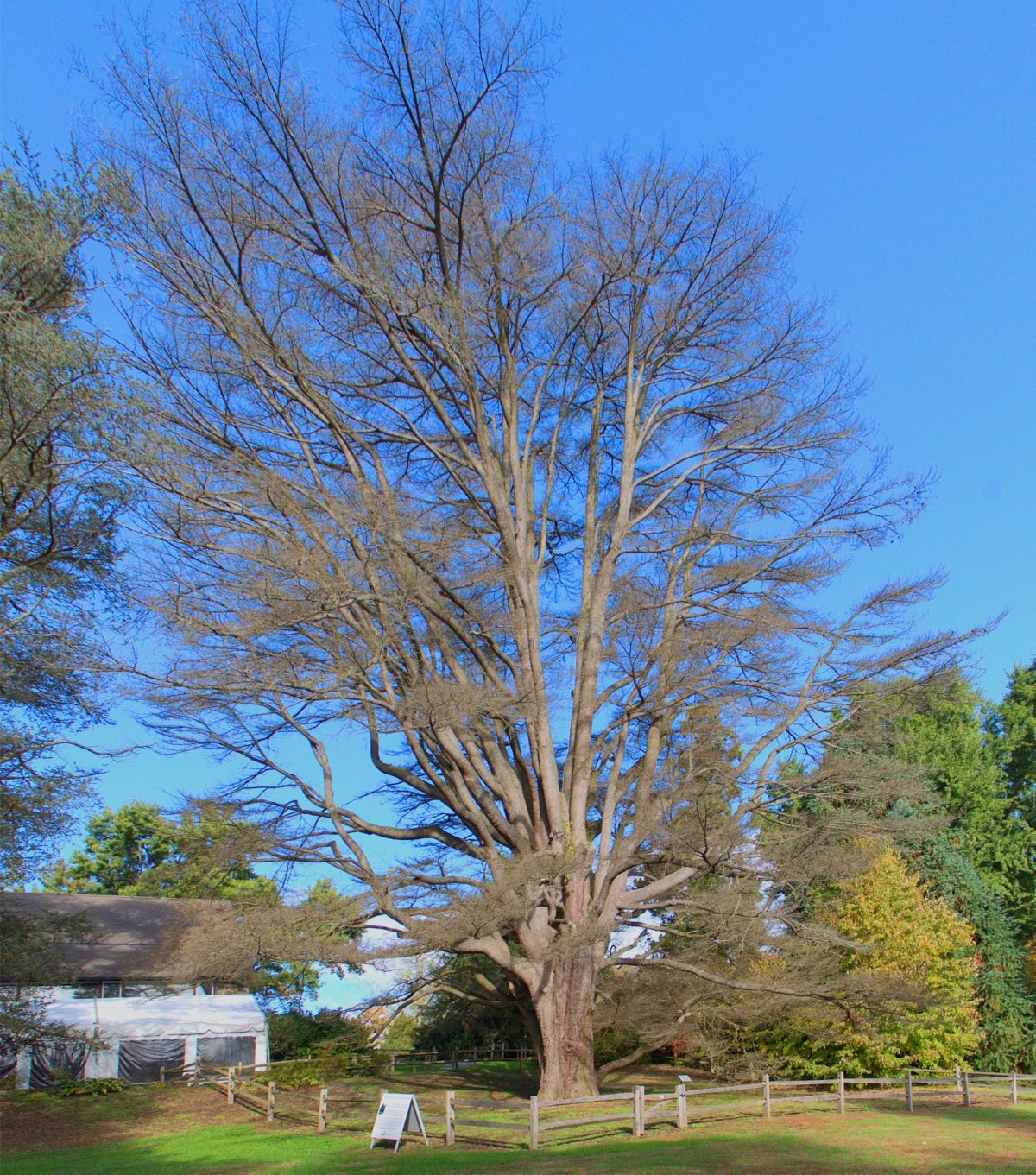 Cedar Of Lebanon 