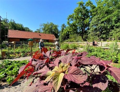 A Weighty Matter: Our Neighbors in Need and Lucille’s Garden
