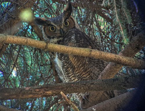 Owl Prowl – At Tyler Arboretum