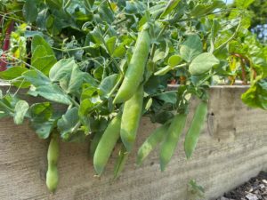 Sweet peas in the garden