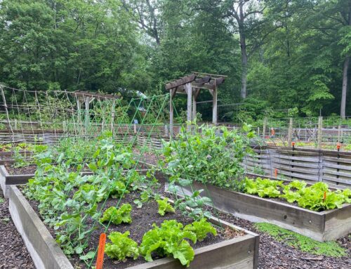 Growing More with Less – Square Foot Gardening