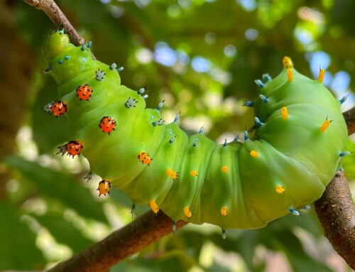 Star of the Summer: Journey of the Cecropia Moth