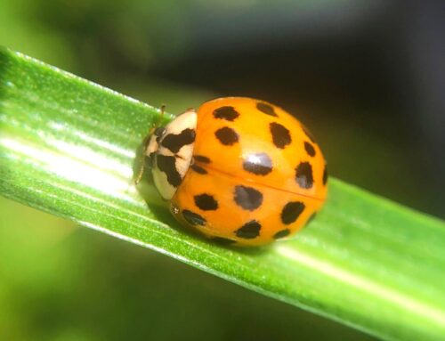 Aphid Avengers: The Lady Beetles of The Pollinator Preserve