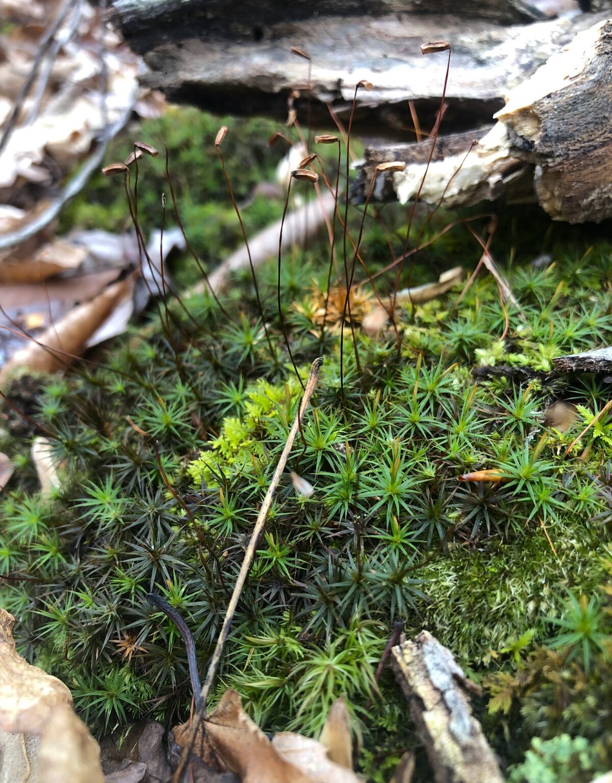 Exploring the Enchanting World of Mosses at Tyler Arboretum | Tyler ...