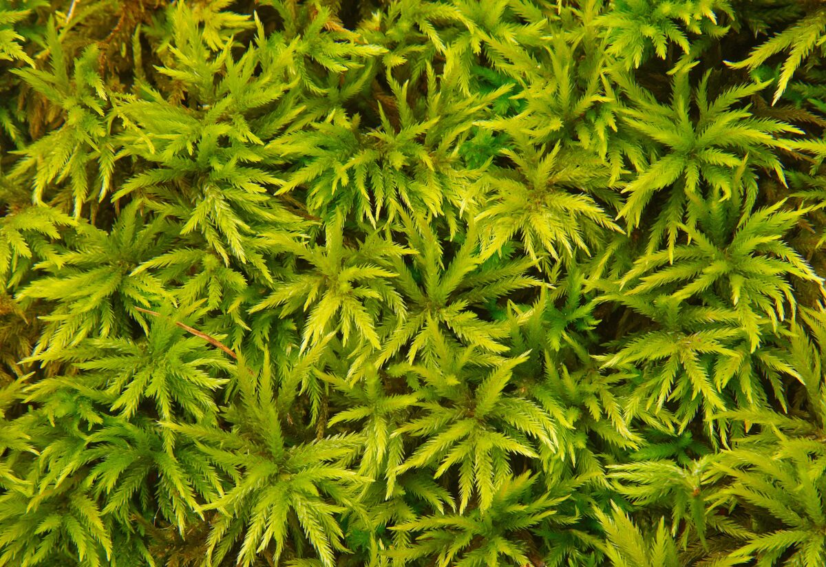 Exploring the Enchanting World of Mosses at Tyler Arboretum | Tyler ...