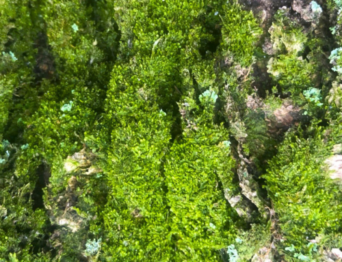 Exploring the Enchanting World of Mosses at Tyler Arboretum
