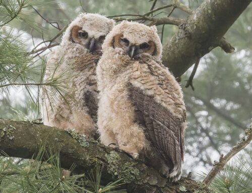 The 2024 Great Horned Owl Nest: A Birder’s Eye View