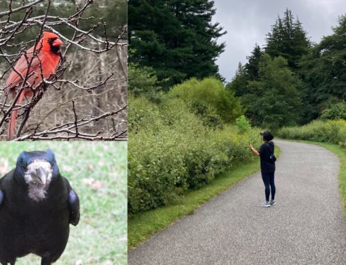 A Beginner Birdwatcher Blossoms at Tyler Arboretum