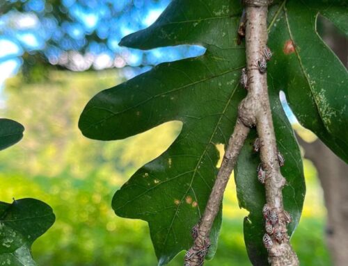 A Snapshot, a Search, and an Oak Treehopper Surprise!