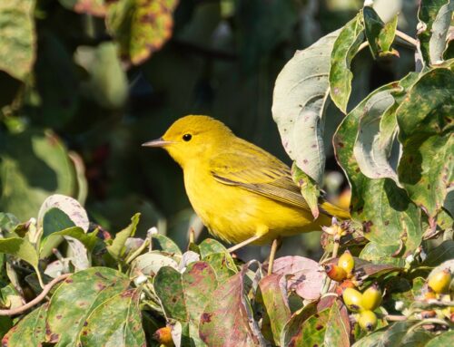 2024 Fall Bird Migration Underway at Tyler