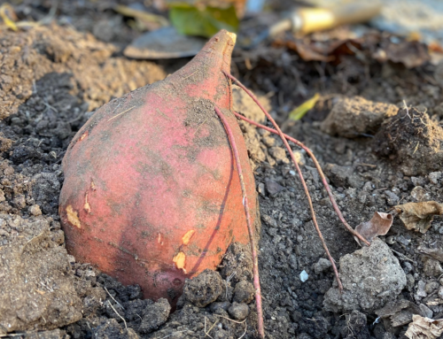 Lucille’s Garden Update: Reflecting on the 2024 Growing Season