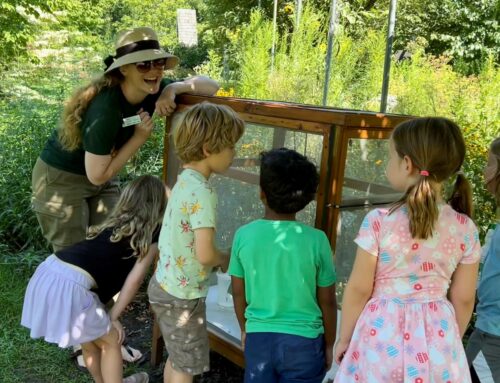 Looking forward at the Pollinator Preserve