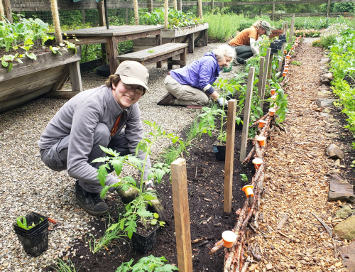 Lucille’s Garden Update: Turning the Page from Spring to Summer