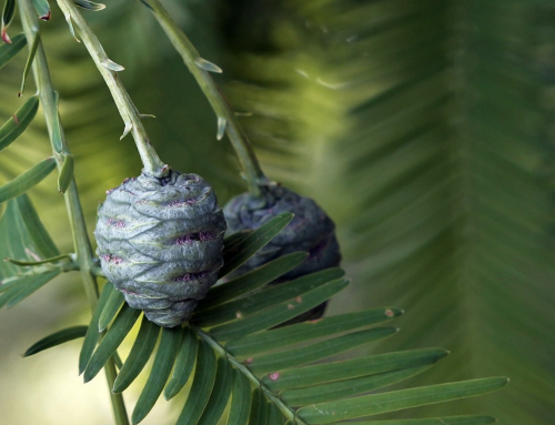 The Amazing Story of Tyler’s Dawn Redwood Trees (Metasequoia glyptostroboides)
