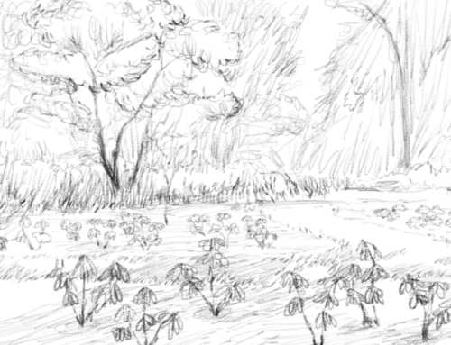 How Tyler Arboretum’s New Hybridizer Garden Came to Life
